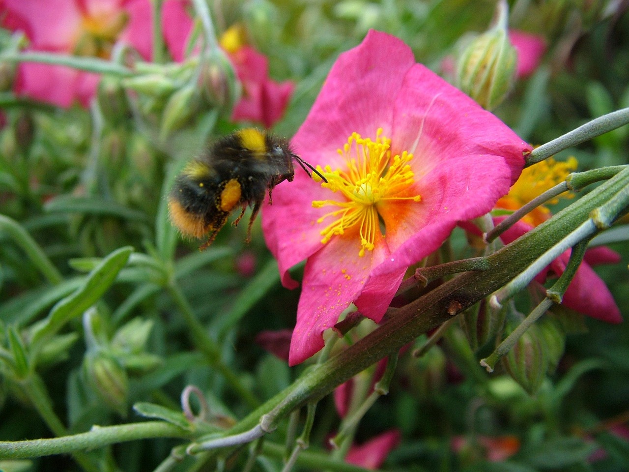 bumblebee-668841_1280.jpg