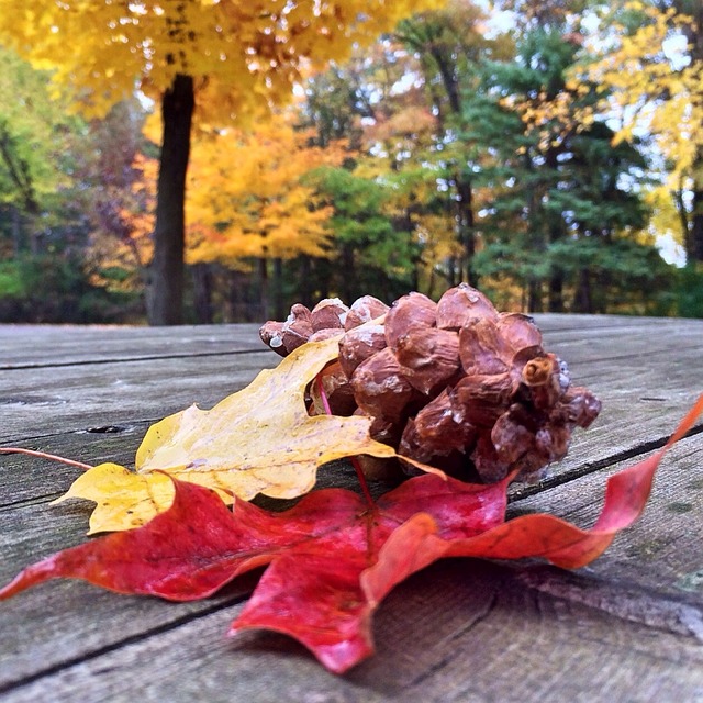 Leaves Fall Autumn - Free photo on Pixabay - Pixabay