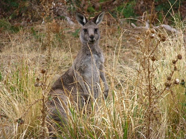 Free Kangaroo Australia photo and picture