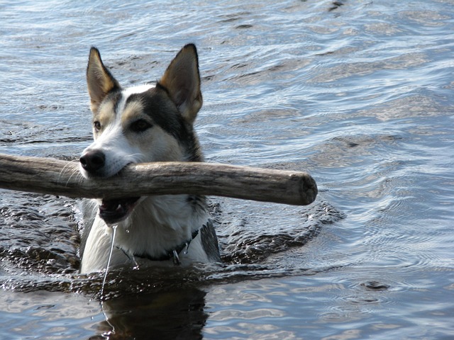 Free Dog Swim photo and picture