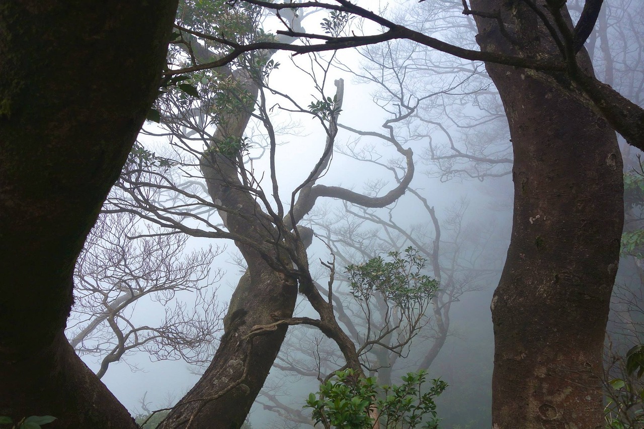 超过 1000 张关于“橡樹”和“橡子”的免费图片 - Pixabay