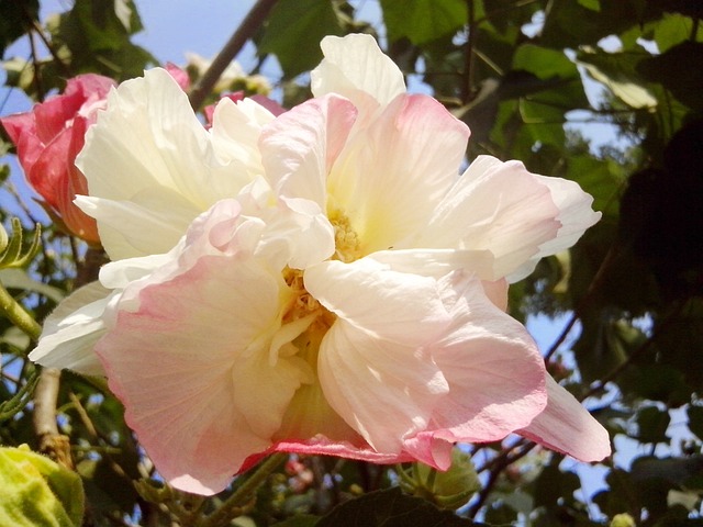 Free Hibiscus White photo and picture