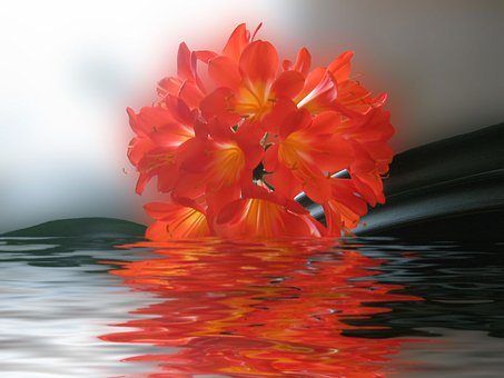 Free Clivie Flower photo and picture