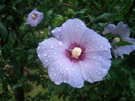 Free Hibiscus Hibiscus Flower photo and picture