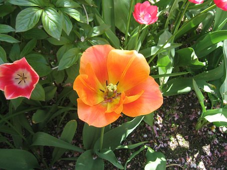 Free Tulip Blossomed photo and picture