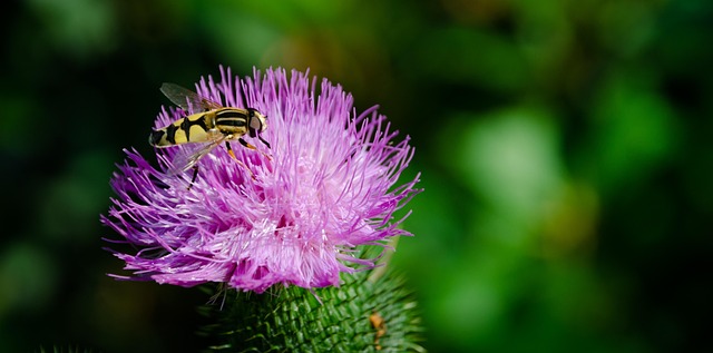 Insectos, Amarillo, Abeja, Animal