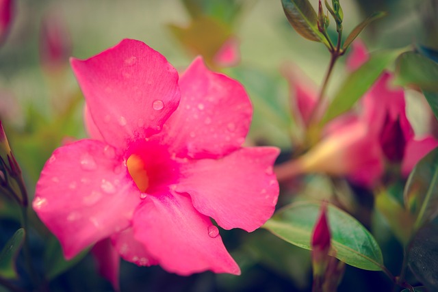 Naturaleza, Fondo Libre, Jardín, Flor