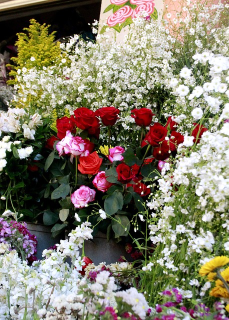 Flores, Rosas, Plantas