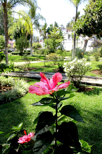 Parque, Papel Pintado De Flores