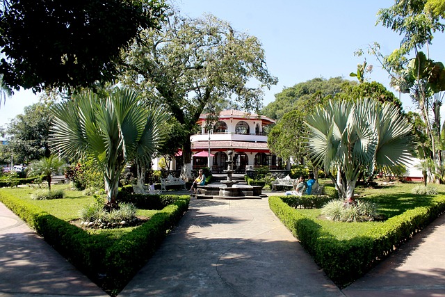 Jardin, Palma, Árboles