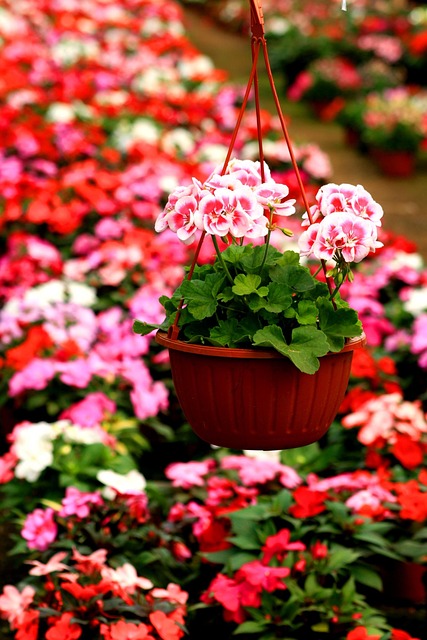 Flores, Naturaleza, Jardin