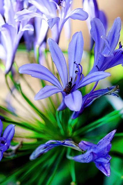 Flores, Azul, Papel Pintado De Flores