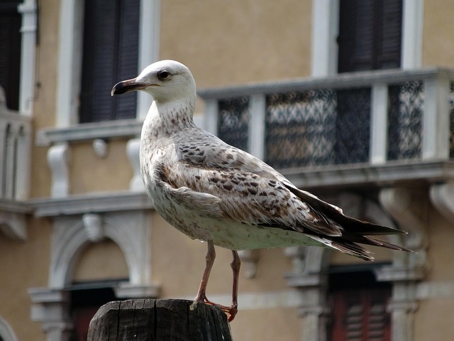 Download free HD stock image of Gull Bird Free Gull Bird photo and picture