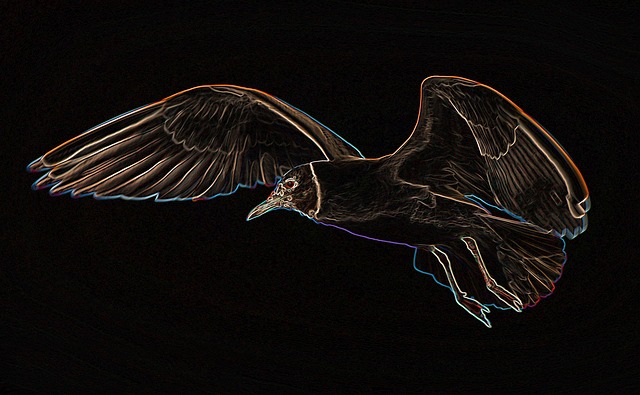 Free gull flight bird illustration