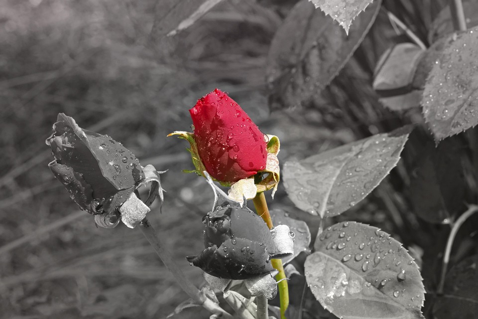 Bilder Rote Rosen Rose Rote Rosen Natur - Kostenloses Foto auf Pixabay