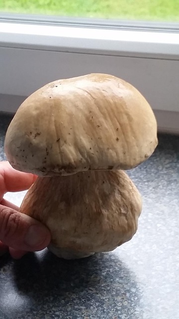 Free Mushroom Forest photo and picture