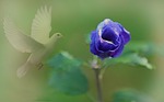 flower, tender, fog