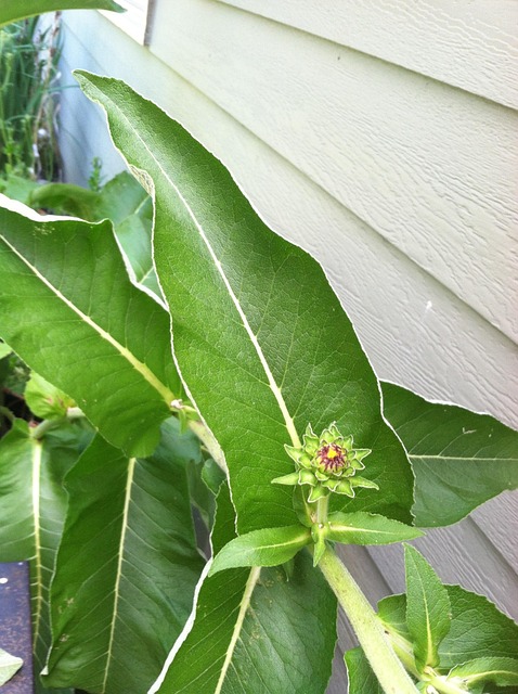 Free Elecampane Flower photo and picture