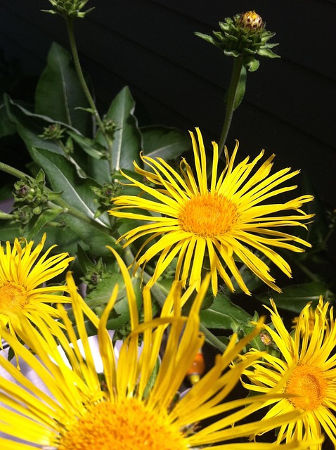 Free Elecampane Flower photo and picture