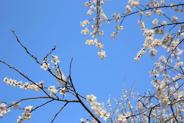 Fersken, Blomster Og Træer