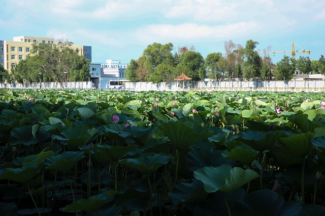 Landskab, Lotus, Scener