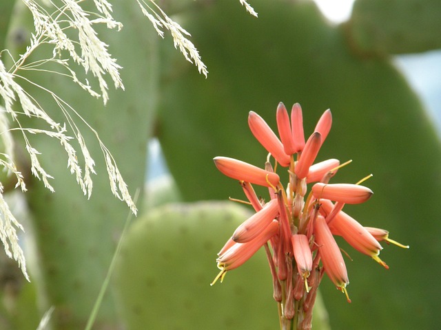 Free Flower Wild Flower photo and picture