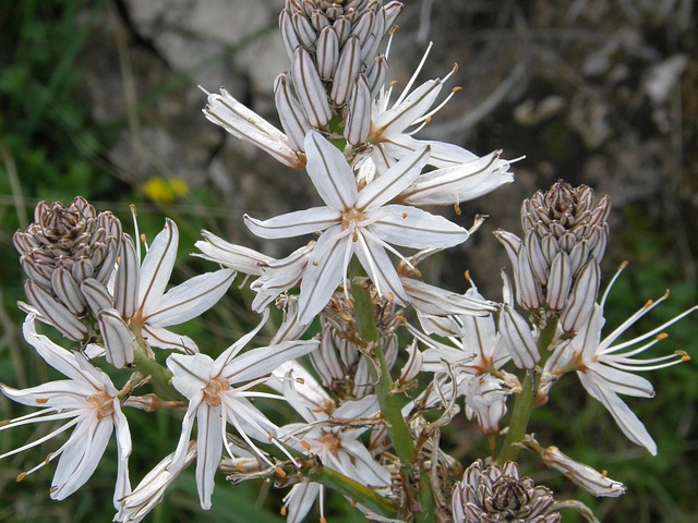 Free White Flower Natural photo and picture
