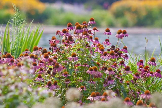 Blomster, Dyreliv, Prærie