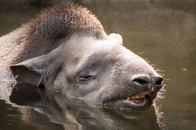 Zoo, Dyr, Natur, Jungle