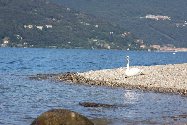 Free Swan Lake photo and picture
