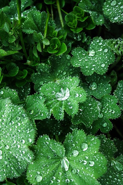 Free Drops Leaf photo and picture