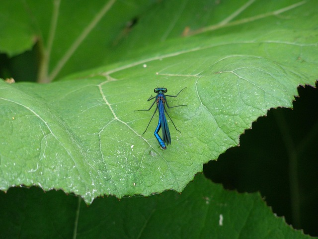 Free Dragon-Fly Insect photo and picture