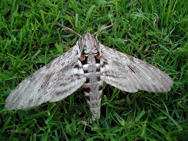 Free Moth Motte photo and picture