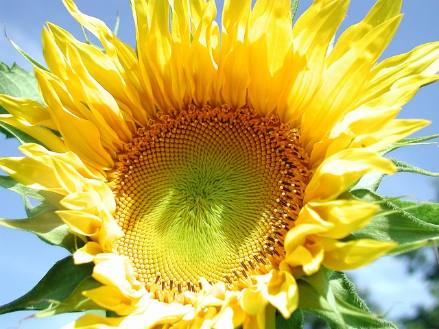 Free Sunflowers Yellow photo and picture