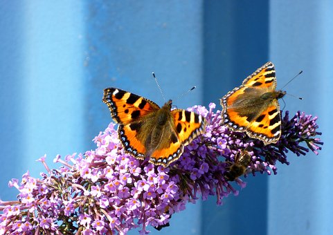 Free Butterflies Small Tortoiseshell photo and picture