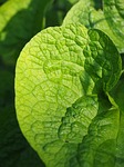 leaf, green, nature