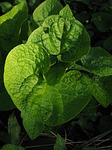leaves, green, kraus