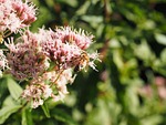big fat hen, bee, pollination