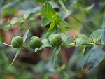 euphorbia lathyris, spurge, euphorbia