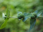 euphorbia lathyris, spurge, euphorbia