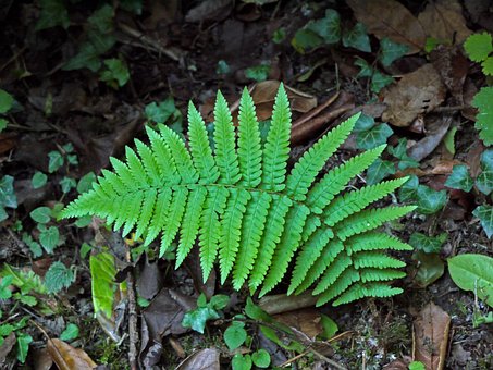 Free Fern Green photo and picture