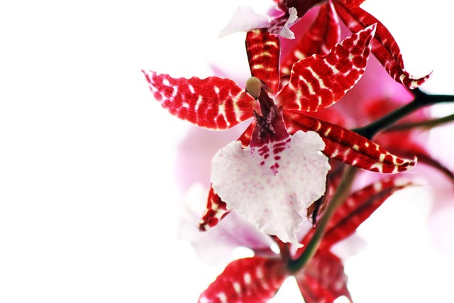 Rød, Natur, Smukke Blomster, Lyserød