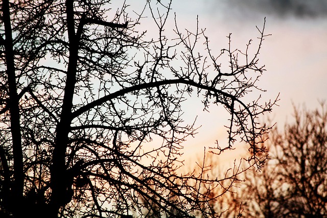 Solnedgang, Træ, Grene, Tør Vinter, Sol