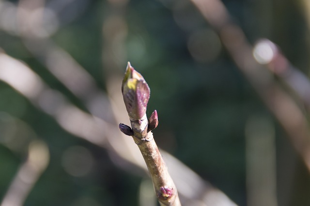Free Knob Spring photo and picture