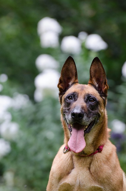 papaz belga malinois