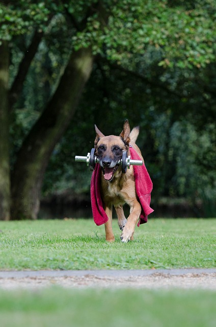 Free Trick Dog Trick photo and picture