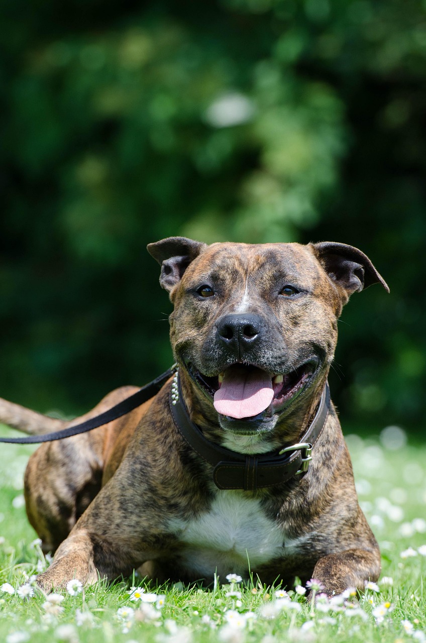 6 000 Free Staffordshire Bull Terrier Dog Images Pixabay 6 000 Free Staffordshire Bull Terrier Dog Images Pixabay