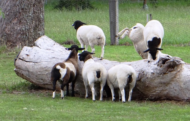 Free Sheep Lambs photo and picture
