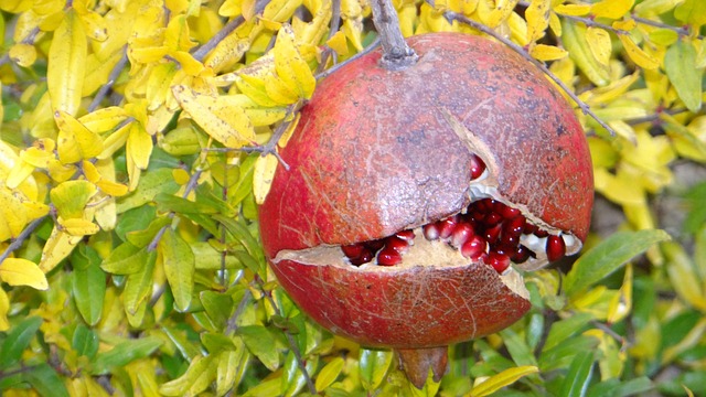 Free Pomegranate Ripe photo and picture