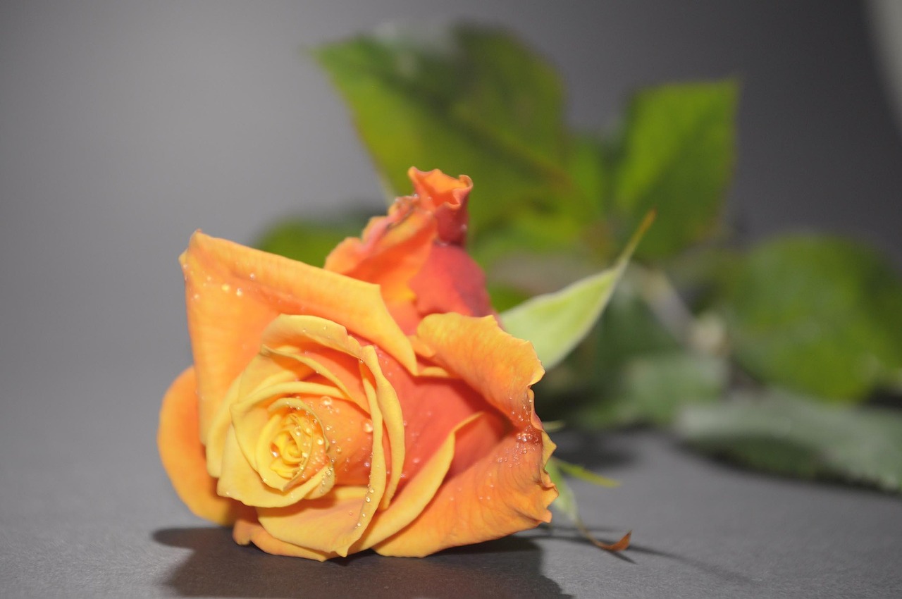 Flower Rose Blossom Waterdrop Free photo on Pixabay Pixabay